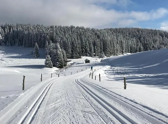 Daire Polacek Nejdek